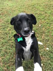 Labrador Retriever-Unknown Mix Dogs for adoption in Longview, TX, USA