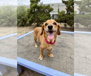 Basschshund Dogs for adoption in Seal Beach, CA, USA