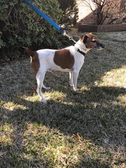 Jack Russell Terrier Dogs for adoption in Dallas, TX, USA