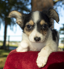 Small Shih Tzu Mix