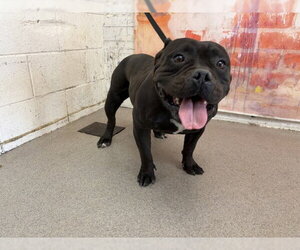 Bulldog-Unknown Mix Dogs for adoption in San Bernardino, CA, USA