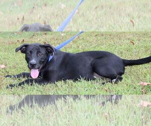 Mutt Dogs for adoption in Prattville, AL, USA