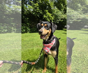 Rotterman Dogs for adoption in Columbus, IN, USA