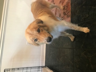Collie-Great Pyrenees Mix Dogs for adoption in Stafford, TX, USA