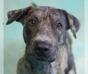 Catahoula Leopard Dog-Unknown Mix Dogs for adoption in Guthrie, OK, USA