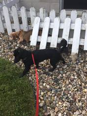 Chiweenie Dogs for adoption in Waseca, MN, USA