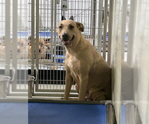 Labrador Retriever-Unknown Mix Dogs for adoption in Bakersfield, CA, USA