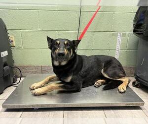 German Shepherd Dog-Unknown Mix Dogs for adoption in Grand Prairie, TX, USA
