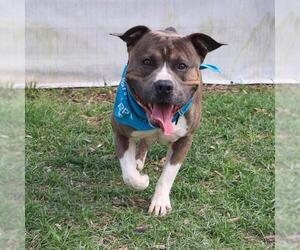 American Staffordshire Terrier-Unknown Mix Dogs for adoption in San Antonio, TX, USA