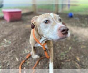 Vizsla Dogs for adoption in Charlotte, NC, USA
