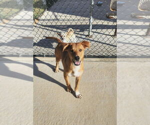 Retriever -Unknown Mix Dogs for adoption in Oak Bluffs, MA, USA