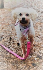 Poodle (Standard) Dogs for adoption in Raleigh, NC, USA