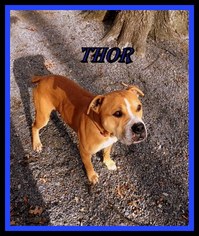 Bulloxer Dogs for adoption in Berkeley Springs, WV, USA