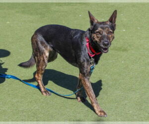 German Shepherd Dog Dogs for adoption in Martinez, CA, USA