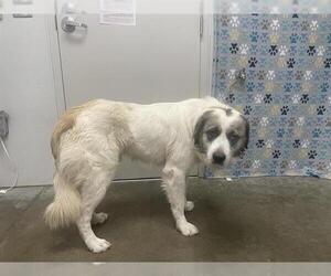 Great Pyrenees-Unknown Mix Dogs for adoption in Rosenberg, TX, USA