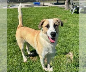 Anatolian Shepherd-Unknown Mix Dogs for adoption in Conroe, TX, USA