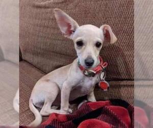 Chiweenie Dogs for adoption in Dallas, TX, USA