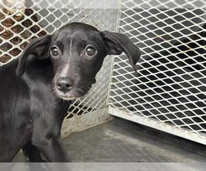 Mutt Dogs for adoption in Bakersfield, CA, USA