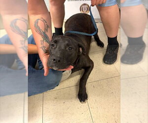 Mutt Dogs for adoption in Stockton, CA, USA