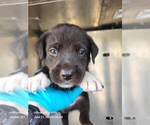 Labrador Retriever-Unknown Mix Dogs for adoption in San Antonio, TX, USA