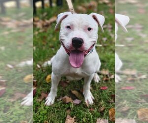 American Pit Bull Terrier Dogs for adoption in Buffalo, NY, USA