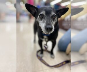 Chihuahua-Unknown Mix Dogs for adoption in Southampton, NY, USA