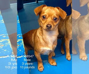 Chihuahua-Unknown Mix Dogs for adoption in Calgary, Alberta, Canada
