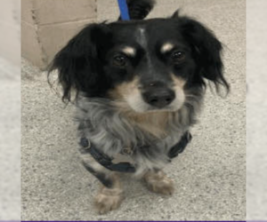 Dachshund Dogs for adoption in Maple Grove, MN, USA