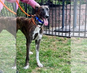 Greyhound Dogs for adoption in Cherry Hill, NJ, USA