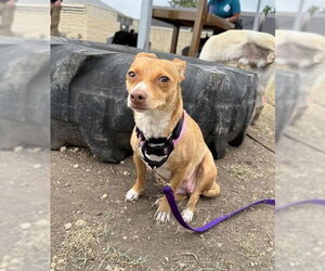 Chihuahua-Unknown Mix Dogs for adoption in San Antonio, TX, USA