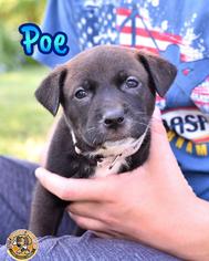 Sheprador Dogs for adoption in Mt Vernon, IN, USA