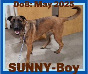 German Shepherd Dog-Unknown Mix Dogs for adoption in Sebec, ME, USA