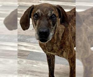 Catahoula Leopard Dog-Unknown Mix Dogs for adoption in Lufkin, TX, USA