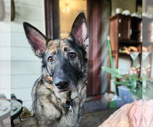 German Shepherd Dog Dogs for adoption in Maryville, TN, USA