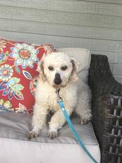 Poodle (Miniature) Dogs for adoption in St. Marys, Ontario, Canada