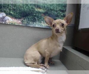 Chihuahua-Unknown Mix Dogs for adoption in Moreno Valley, CA, USA