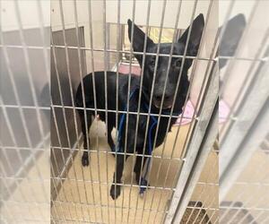 German Shepherd Dog Dogs for adoption in Sacramento, CA, USA