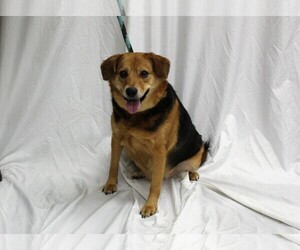 Beagle-Unknown Mix Dogs for adoption in Hughesville, MD, USA