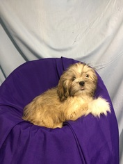 ShihPoo Dogs for adoption in Cumming, GA, USA
