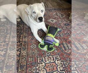 American Staffordshire Terrier-Unknown Mix Dogs for adoption in San Antonio, TX, USA