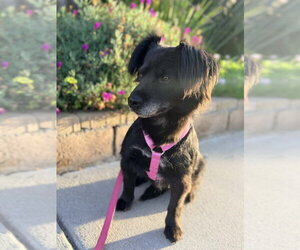 Mutt Dogs for adoption in San Diego, CA, USA