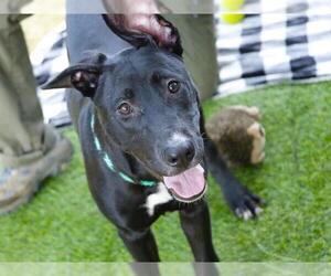 German Shepherd Dog-Unknown Mix Dogs for adoption in Tallahassee, FL, USA