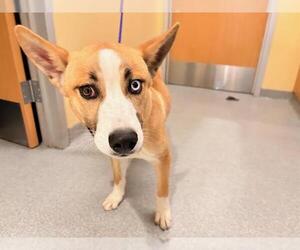 Siberian Husky-Unknown Mix Dogs for adoption in Orange, CA, USA