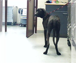 Labrador Retriever Dogs for adoption in Fayetteville, NC, USA
