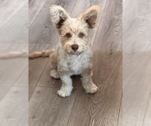 Pembroke Welsh Corgi-Poodle (Miniature) Mix Dogs for adoption in Van Nuys, CA, USA