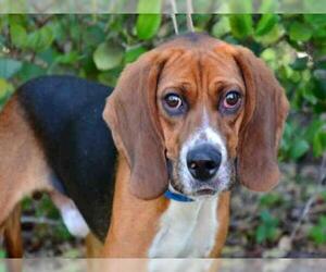 Medium Photo #1 Beagle Puppy For Sale in West Palm Beach, FL, USA