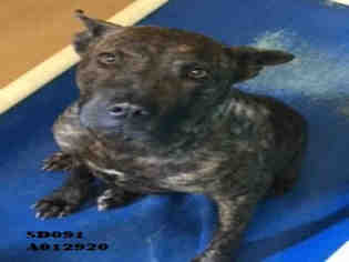 Chinese Shar-Pei Dogs for adoption in Texas City, TX, USA