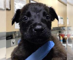 German Shepherd Dog-Unknown Mix Dogs for adoption in Riverside, CA, USA