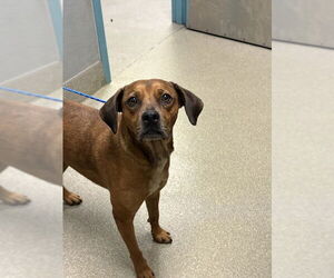 American Pit Bull Terrier-Unknown Mix Dogs for adoption in Las Vegas, NV, USA