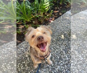 Chihuahua-Unknown Mix Dogs for adoption in San Jose, CA, USA